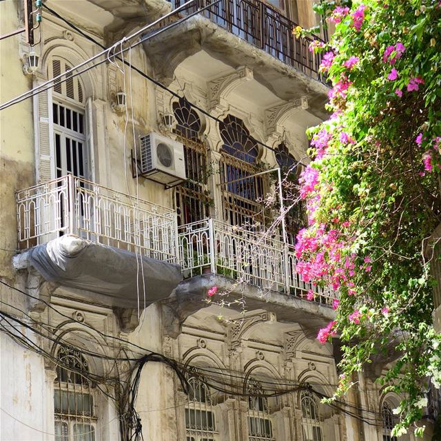 ... a house, .... a window, .... a tree full of flowers, and a street with... (Achrafieh, Lebanon)