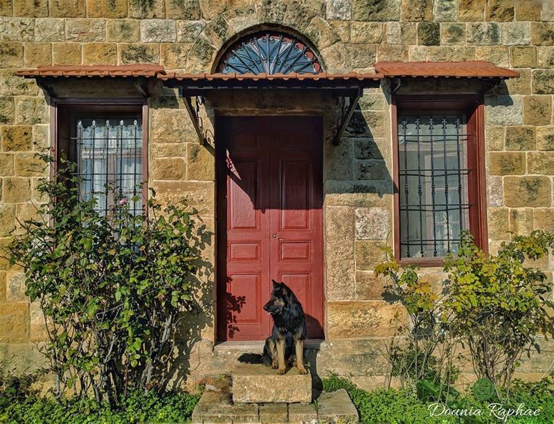 A house is never lonely where a loving dog waits 🐾.... house  dog ... (Mount Lebanon Governorate)