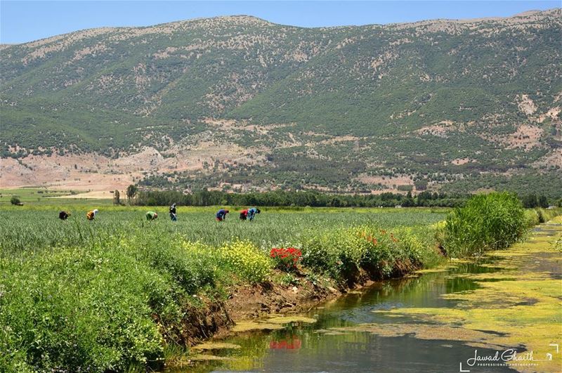 A job isn't just a job . It's who you are .photo from bekaa valley @livelov