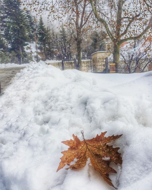 A leaf falling like a tear on the snow Saying goodbye to autumn that ends... (Ehden, Lebanon)