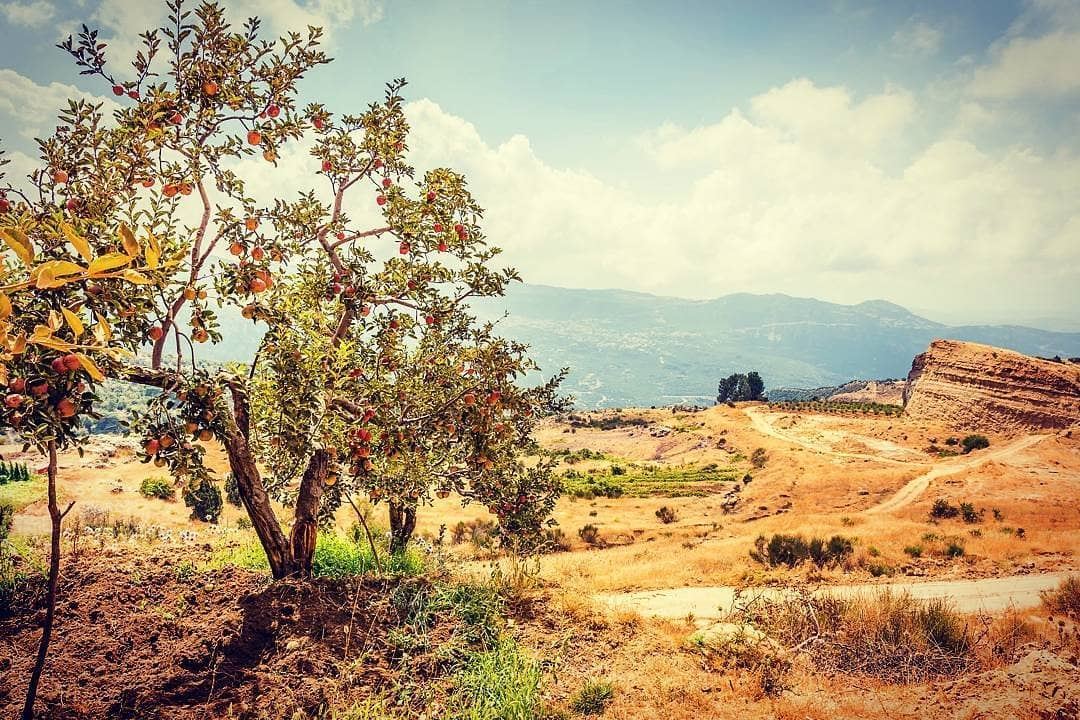 A lone tree travelbloggers  discoverearth   earthofficial  ... (Batroun District)