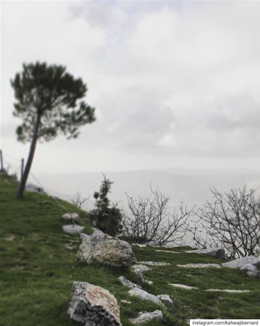 A lonely tree landscape  roads  high  mountains  hike  green  محميات  نيحا (Niha Fort)