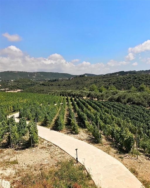 A lot of people don't know that the climate in Lebanon is perfect for... (Ixir Winery)