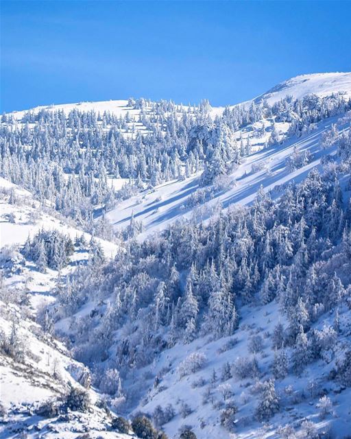 A maravilhosa floresta de cedros em Barouk, situada a mais de 1.800 metros... (Bâroûk, Mont-Liban, Lebanon)