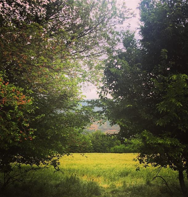 A meaningful silence 💚 Nature  greenery  photos  beautifulplaces ... (حوش عميق)