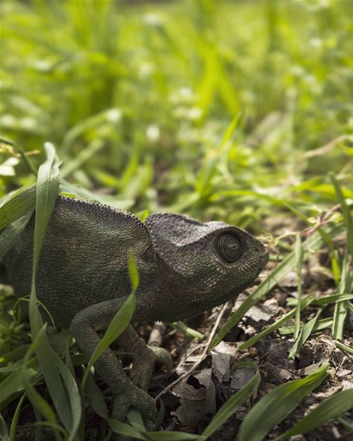 A Mediterranean chameleon that appeared in the orchard. We were clearing... (Lebanon)