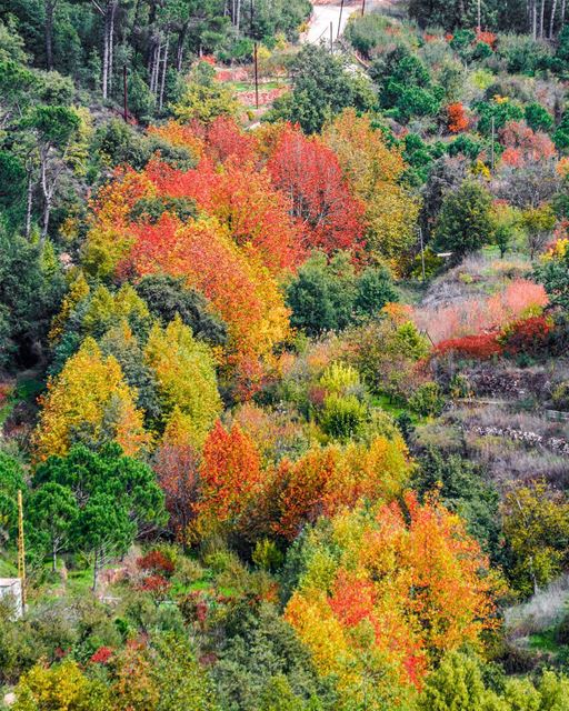 A million colours !!! 🍁🍁🍁🍂🍂🍂________________________________▶ D A... (Ain Dara)