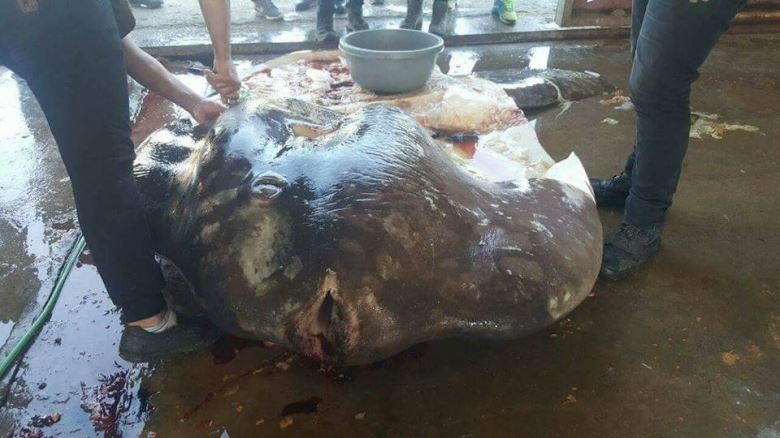 A Mola Mola fish was caught and killed in Tripoli - Her only fault is that she passed near Lebanon...