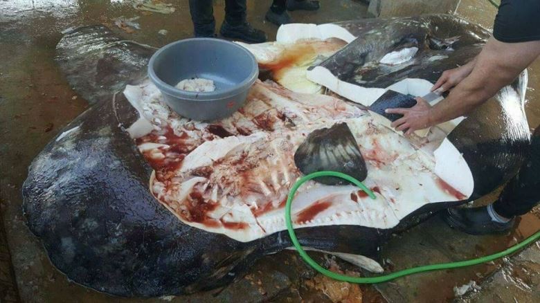 A Mola Mola fish was caught and killed in Tripoli - Her only fault is that she passed near Lebanon...