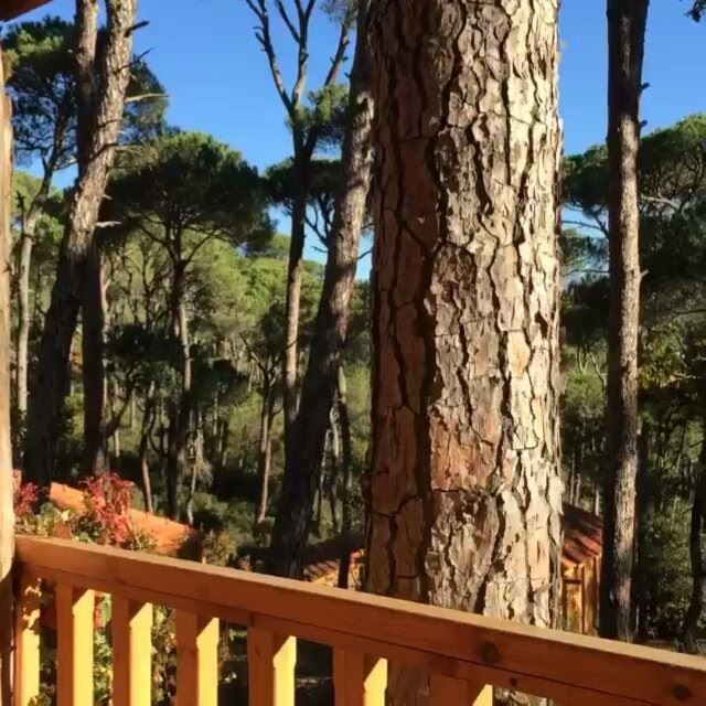 A morning like this 🐦🏡🌄📸 @bassamkhattar Morning  Mornings ... (La Maison de la Forêt)