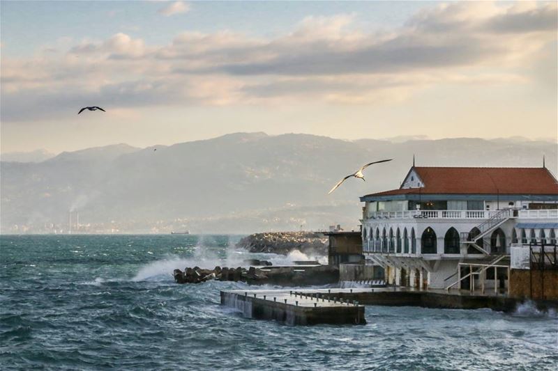 A morning with gulls in Beirut..  gull  today  lebanon  beirut  lebanese ...