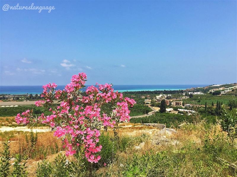 A must visit place  sharhabil  lebanon  mylebanon  lebanon_hdr ... (Sharhabil)