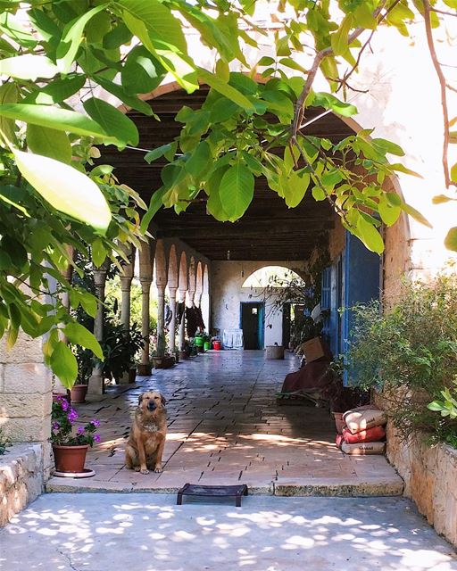 A new "good old friend" 🌿🐶 (Aïn Anoub, Mont-Liban, Lebanon)