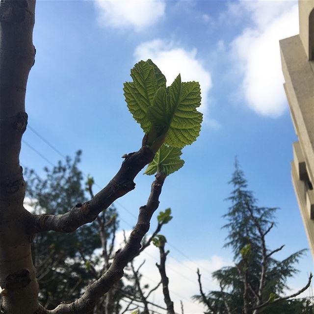 A new start 🌱-- tuesday  beirut  lebanon  flowers  instagram  spring ... (Beirut, Lebanon)