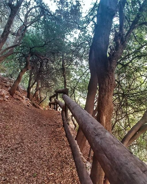 🌳😍🍀 a nice walk in the nature ------------------------------------------ (Wadi Qannubin, Liban-Nord, Lebanon)