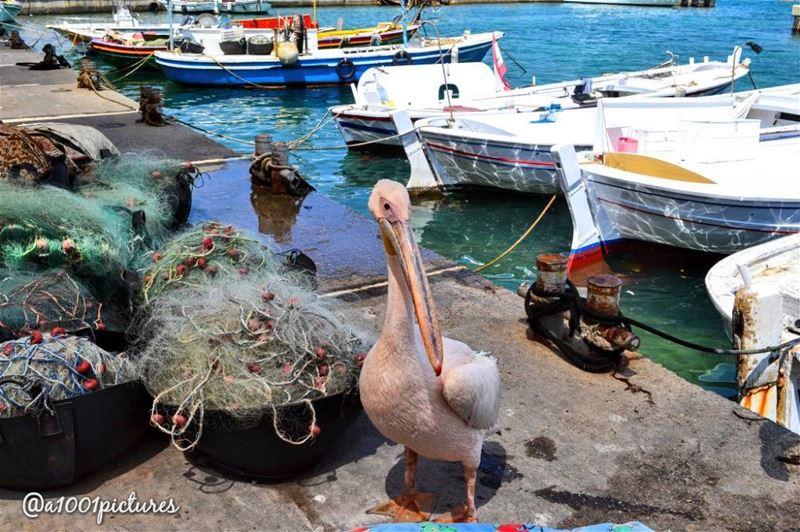 A one winged Pelican. A few years ago this little fella was shot while... (Batroûn)