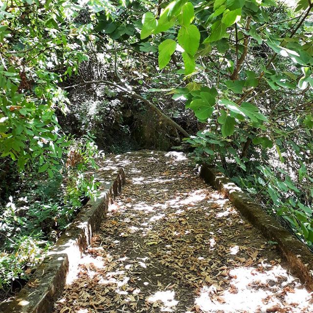 A path in the forest that Is well hidden.  Lebanon  river  serjibal ...