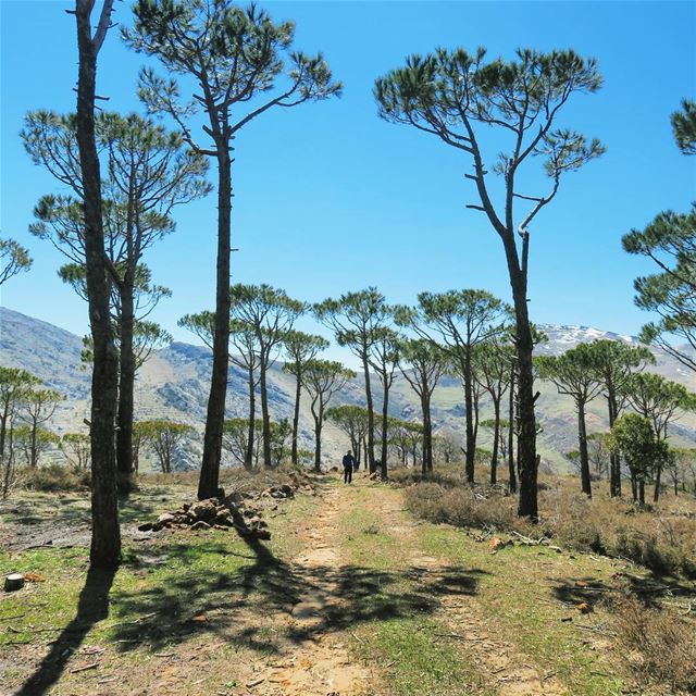 🌳 A Path to Happiness 🌳 hike  nature  trail  trees  pine  scent  hills ...