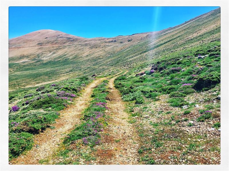 A Perfect Escape.  lebanon  lebaneseTrips  bcharre  livelovebcharre ... (The Cedars of Lebanon)