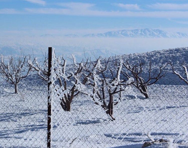 a piece of sky!.. sky  lebanon  blue  white  tree  borders  clouds ... (Lebanon)