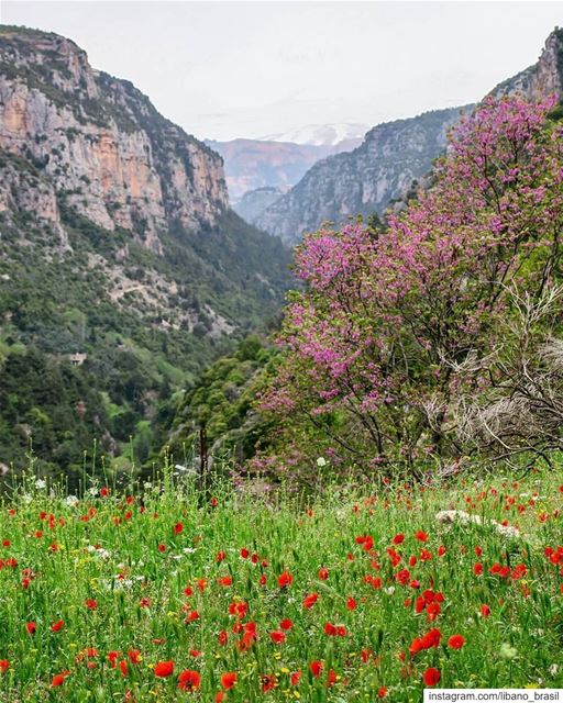 🇱🇧🇧🇷 A pimavera continua colorindo as paisagens do Líbano. Foto de @eli (Ouâdi Qannoûbîne, Liban-Nord, Lebanon)