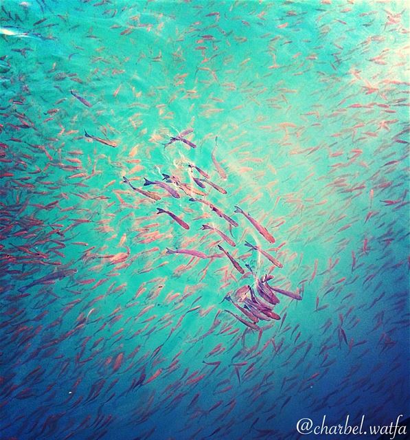 A  population of  fish water  seasalt  Mediterranean  sea  marina  club ... (Beirut, Lebanon)