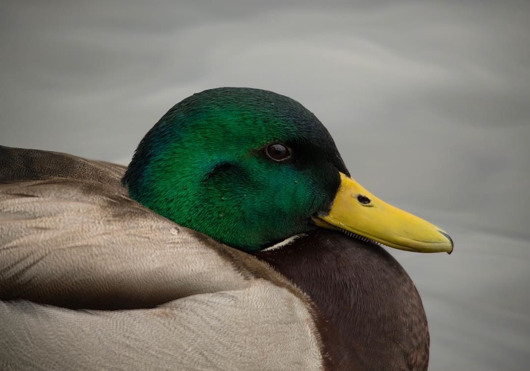 A portrait of Nature... closeup of a  mallard  duck  male  bird  wetlands ...