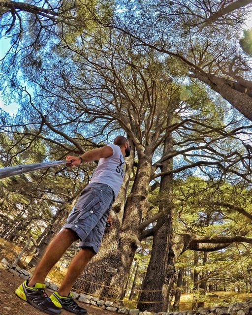A positive mind toward everything will give u a happier life...... (Cedars of God)