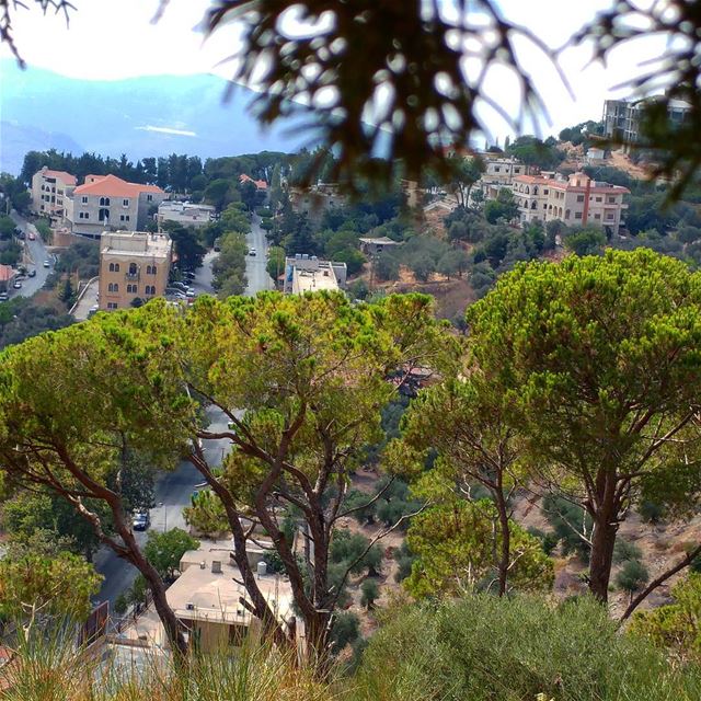 A quick glance going down the hill towards town.  scenery  pinetrees ...