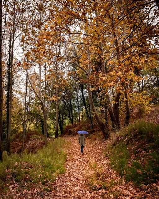 A rainy autumn day 🌧️🍁🍂 - Mayrouba Lebanon - 4/11/2018 rain  autumn ... (Mayruba, Mont-Liban, Lebanon)