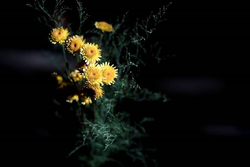 A ray of light was passing through the trees and falling on the flowers ©... (Beirut, Lebanon)