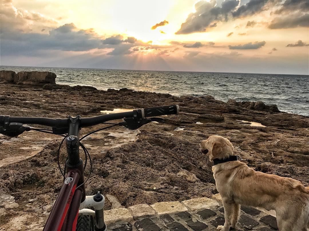 A Ride with our new team member Leica🐶🚴 Lebanondogsfriendly  Routes ...