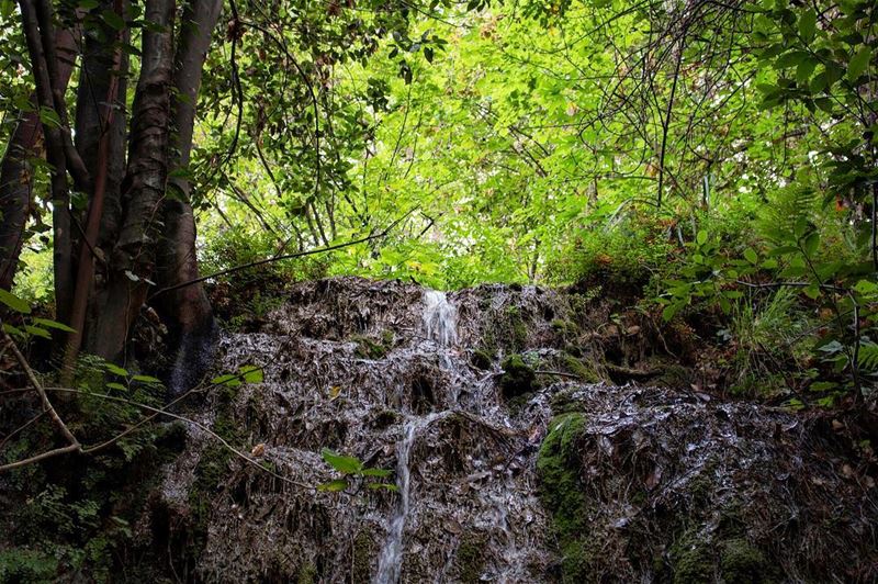 'a river that forgets its source; will surely dry up...''''... (Chouène, Mont-Liban, Lebanon)