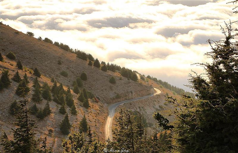 A Road to the Clouds ☁️🌲☁️ road  clouds  fog  foggy  heaven  nature ... (Al Shouf Cedar Nature Reserve)
