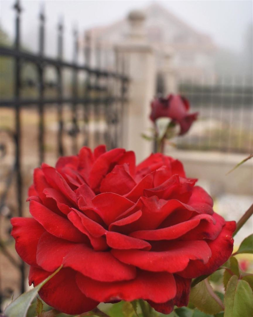 A rose in the mist ❤️🌹✨_______________________________________________... (Ehden, Lebanon)