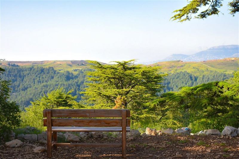A Royal View..-📍Tannourine Cedars Reserve, Lebanon 🇱🇧- cedars  cedar ... (Cedar Reserve Tannourine)