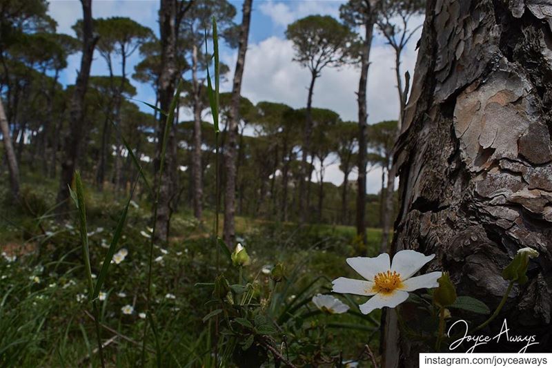 A sigh of hope.🌼🌼🌼🌼🌼🌼🌼🌼🌼🌼🌼🌼🌼🌼🌼 bkassine  meetlebanon ... (Bkessine Largest Pine Forest in Lebanon)