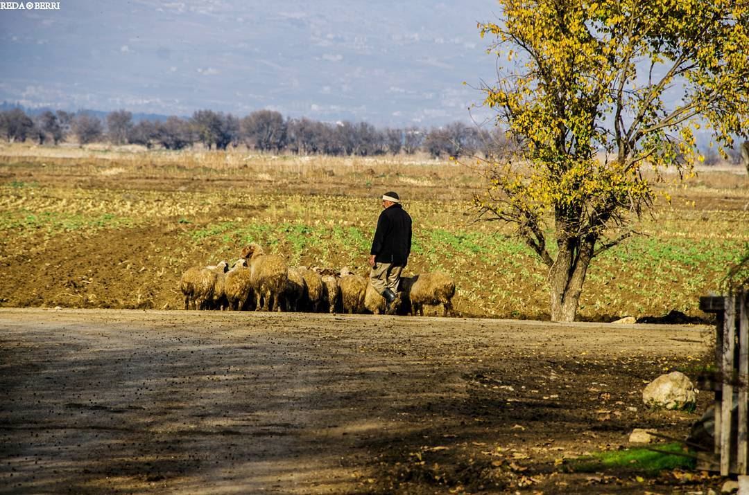 A simple life is a beautiful life ✌✌ life  simple  bekaa  west  shepherd ... (`Ammiq, Béqaa, Lebanon)