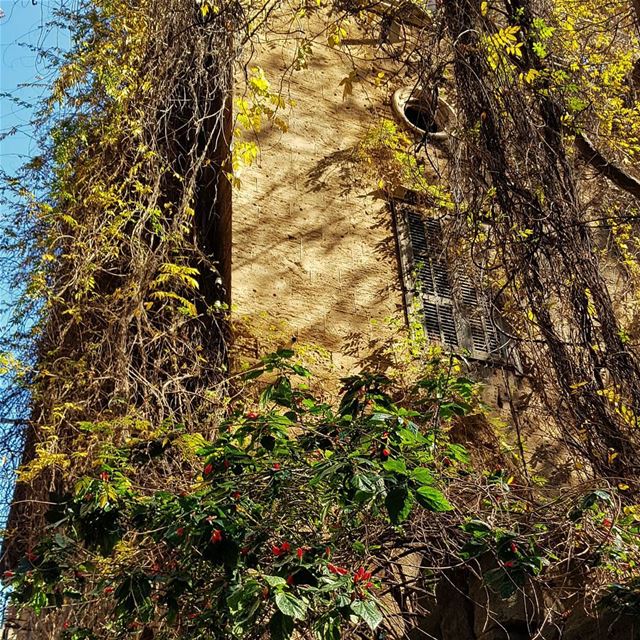 A Simple Natural Wild Beauty..🍃🌺🍃🌺🍃.. zoom beirut lebanon ....... (Beirut, Lebanon)