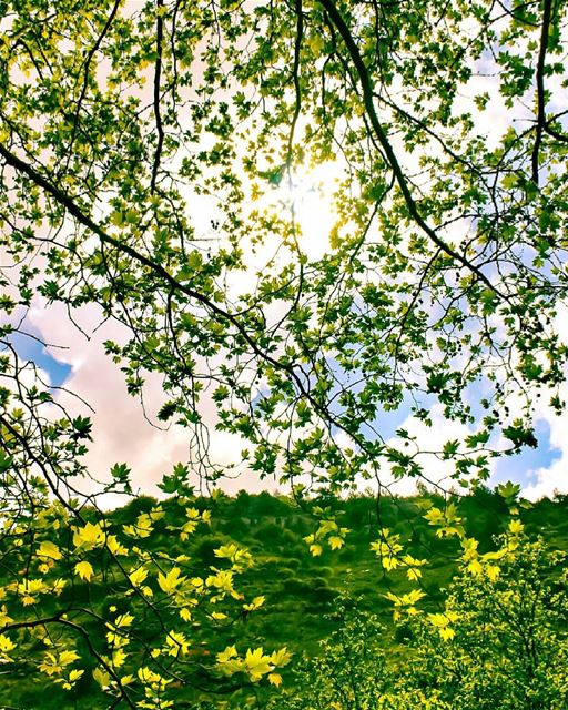 A sky full of green stars🍃💛taken during my 1st hike to Wadi Al Mukhtara...