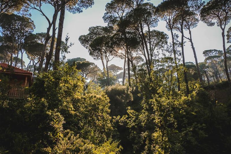 A spectacular view for the Bkassine forest with the last of the summertime...