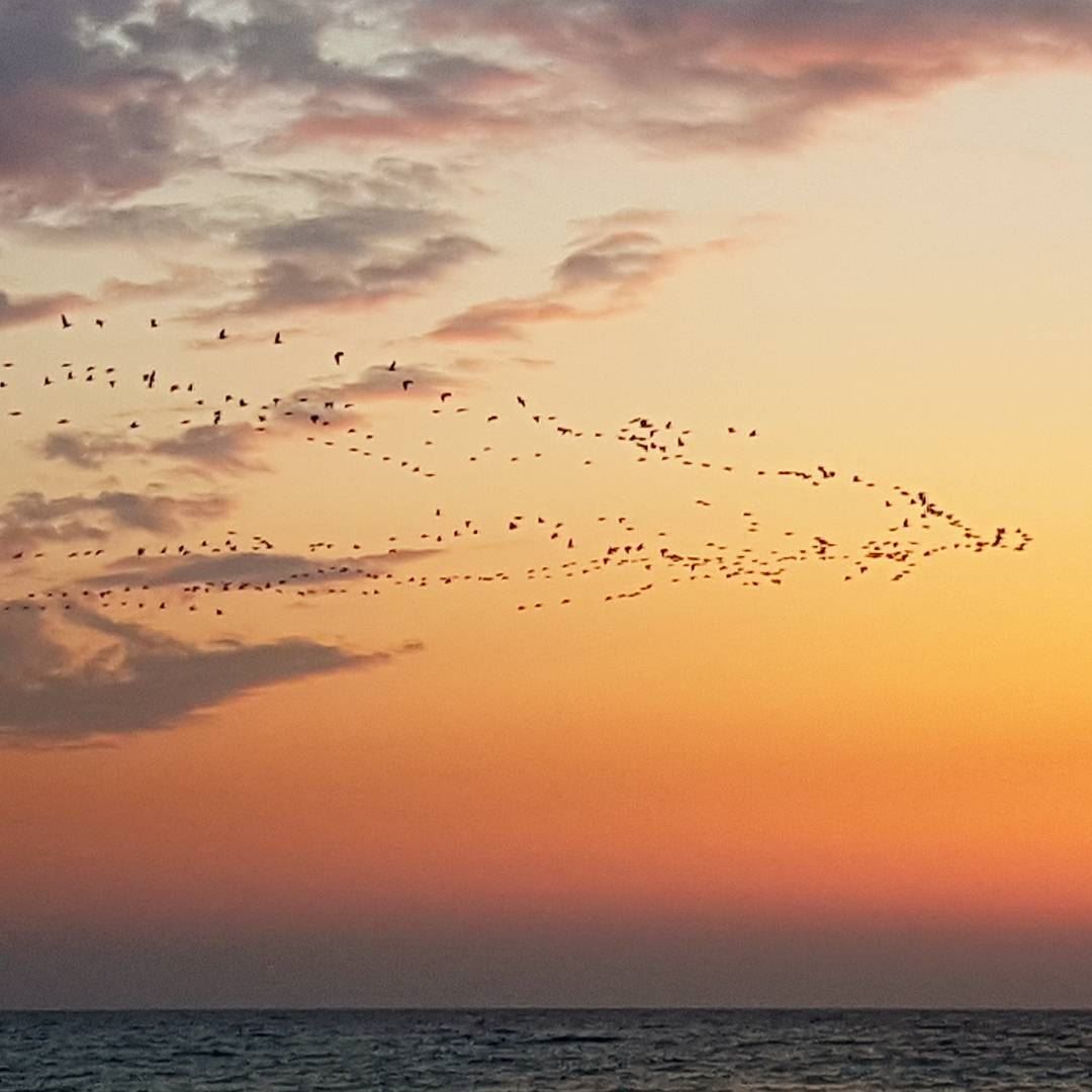 A sunset like no others when storks return for springtime in Byblos !... (Byblos)