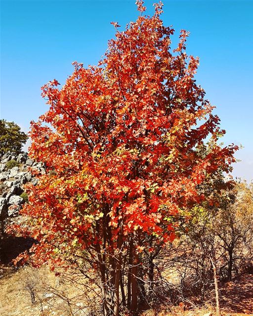 A sweet reminder of back home🍁🍁 autumn  trees  hiking  mountains  bekaa... (Maasser Ech Chouf, Béqaa, Lebanon)