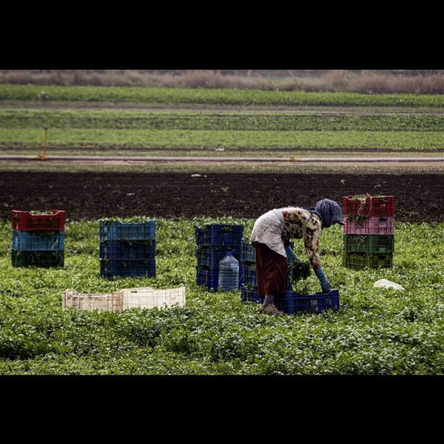 A Syrian refugee woman works in a field in the town of Bar Elias in...
