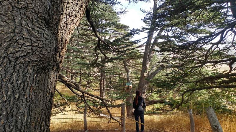 A tourist in this world 🍃🌲  mountaineering  choosemountains ... (Cedars of God)