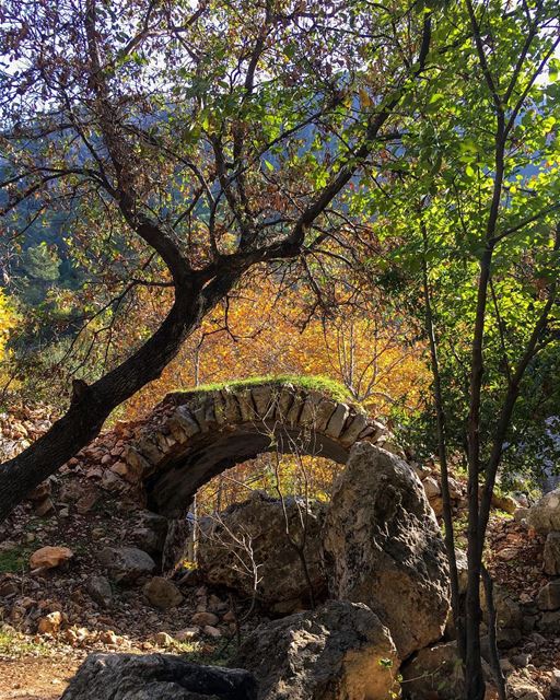 A  tree , a  vault and the silence of several centuries ... (Lebanon)