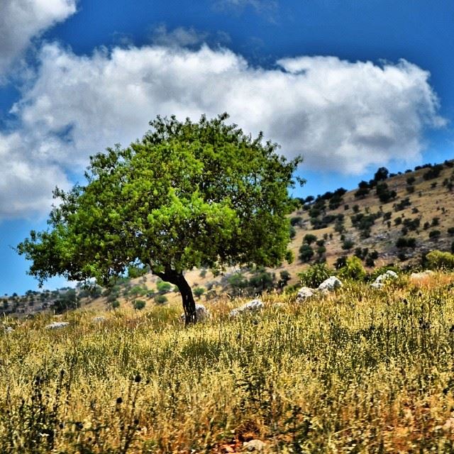 A tree...HDR..Far in the mountains.  proudlylebanese  green  lebanon ...