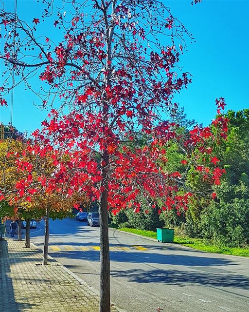 A tree in nature's Christmas clothes  december  christmas  season ... (Mounir)