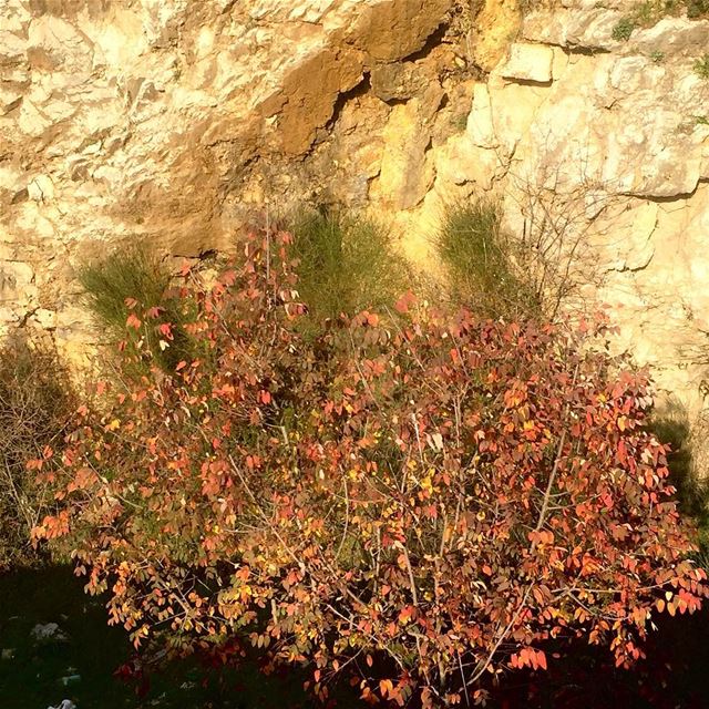 a tree still thinking it is Fall exposing its gold and red hues still... (Rayfun, Mont-Liban, Lebanon)