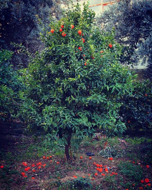 A tree with gifts.. season  orange  tree  green  nature  gift  festive ... (Akkar-majdala)